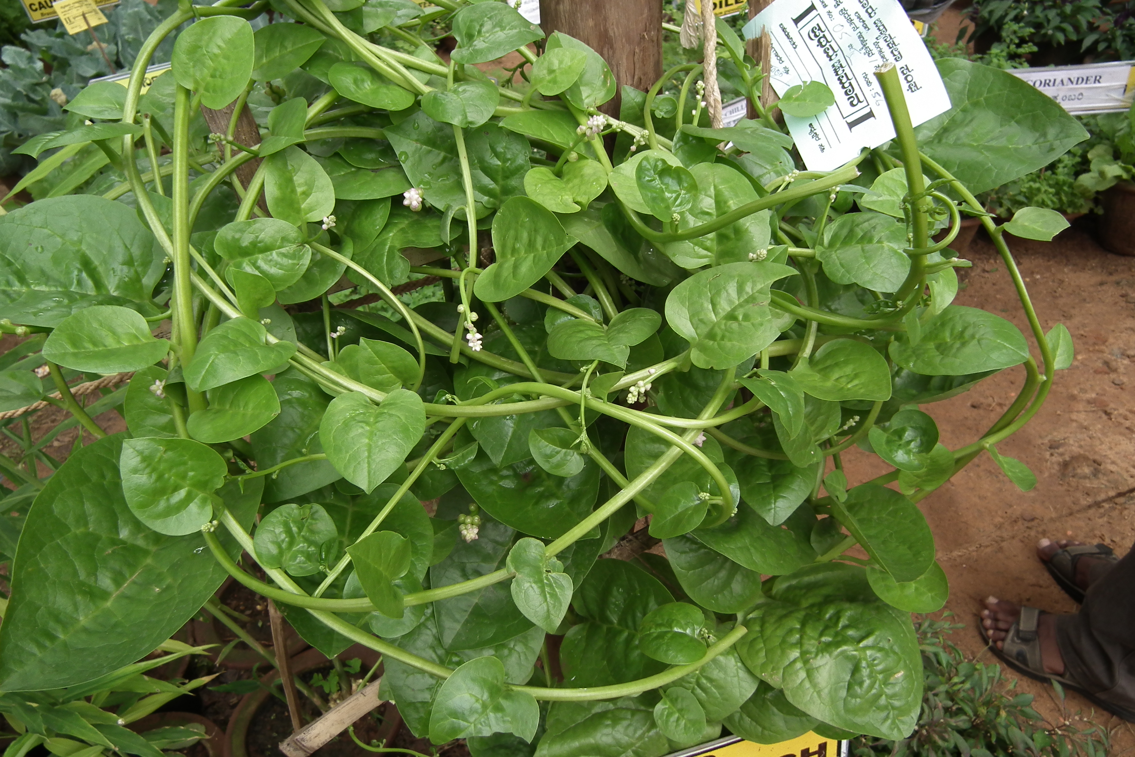 معرفی و راهنمای پرورش سبزی جات برگی - اسفناج مالابار